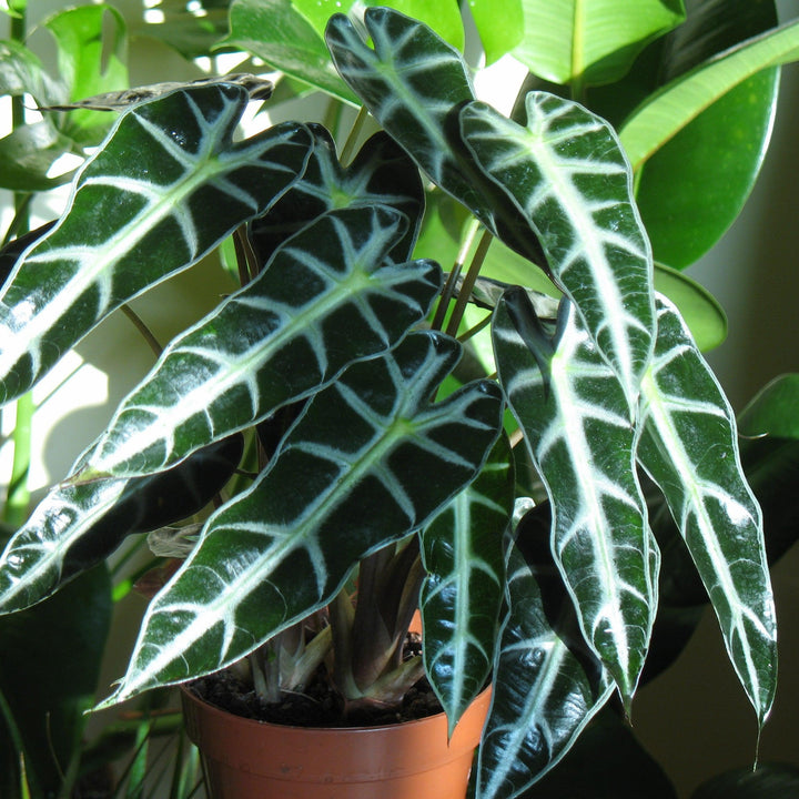 Alocasia amazonica ~ Elephant Ear Plant-ServeScape