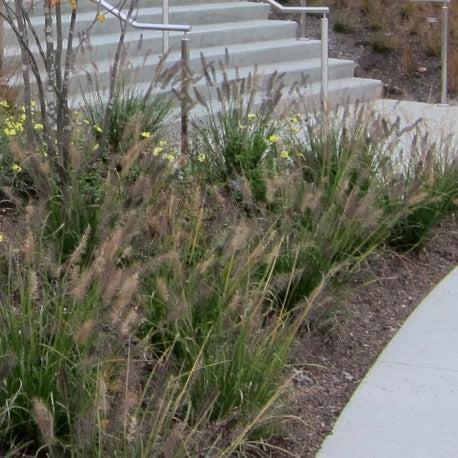 Pennisetum alopecuroides 'Ginger Love' ~ Ginger Love Fountain Grass-ServeScape