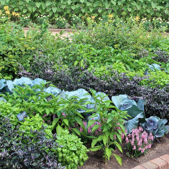 Brassica oleracea (Capitata Group) 'Ruby Perfection' ~ Ruby Perfection Cabbage-ServeScape