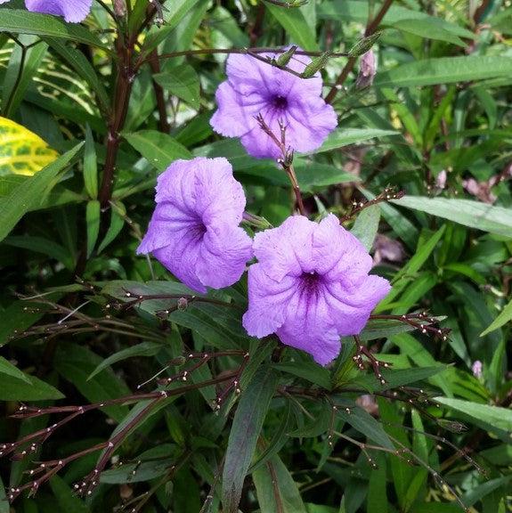 Ruellia simplex 'Purple Showers' ~ Purple Showers Mexican Petunia-ServeScape