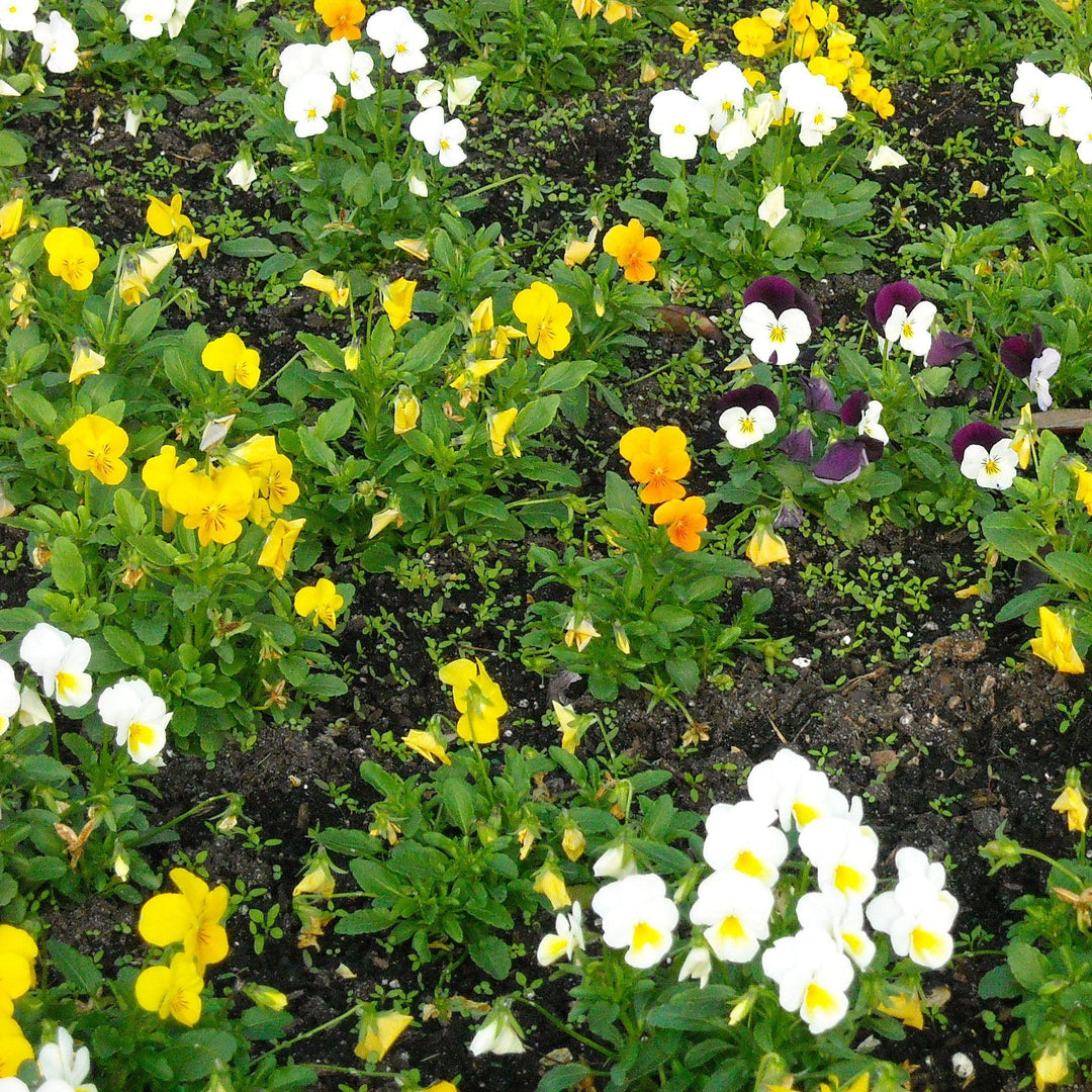 Colormax® Citrus Mix Viola - Viola cornuta 'Colormax Citrus Mix ...