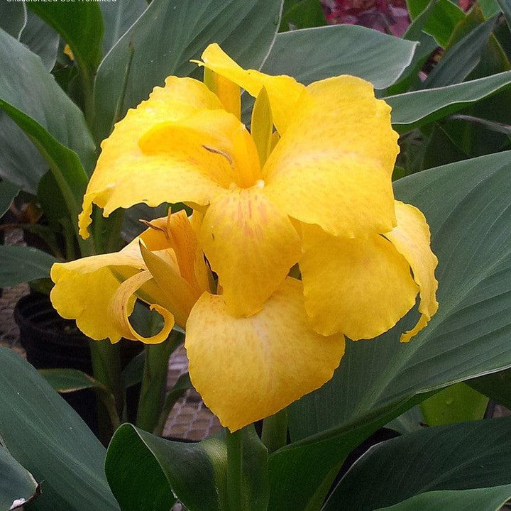 Canna x generalis 'Yellow' ~ CANNOVA® Yellow Canna Lily-ServeScape