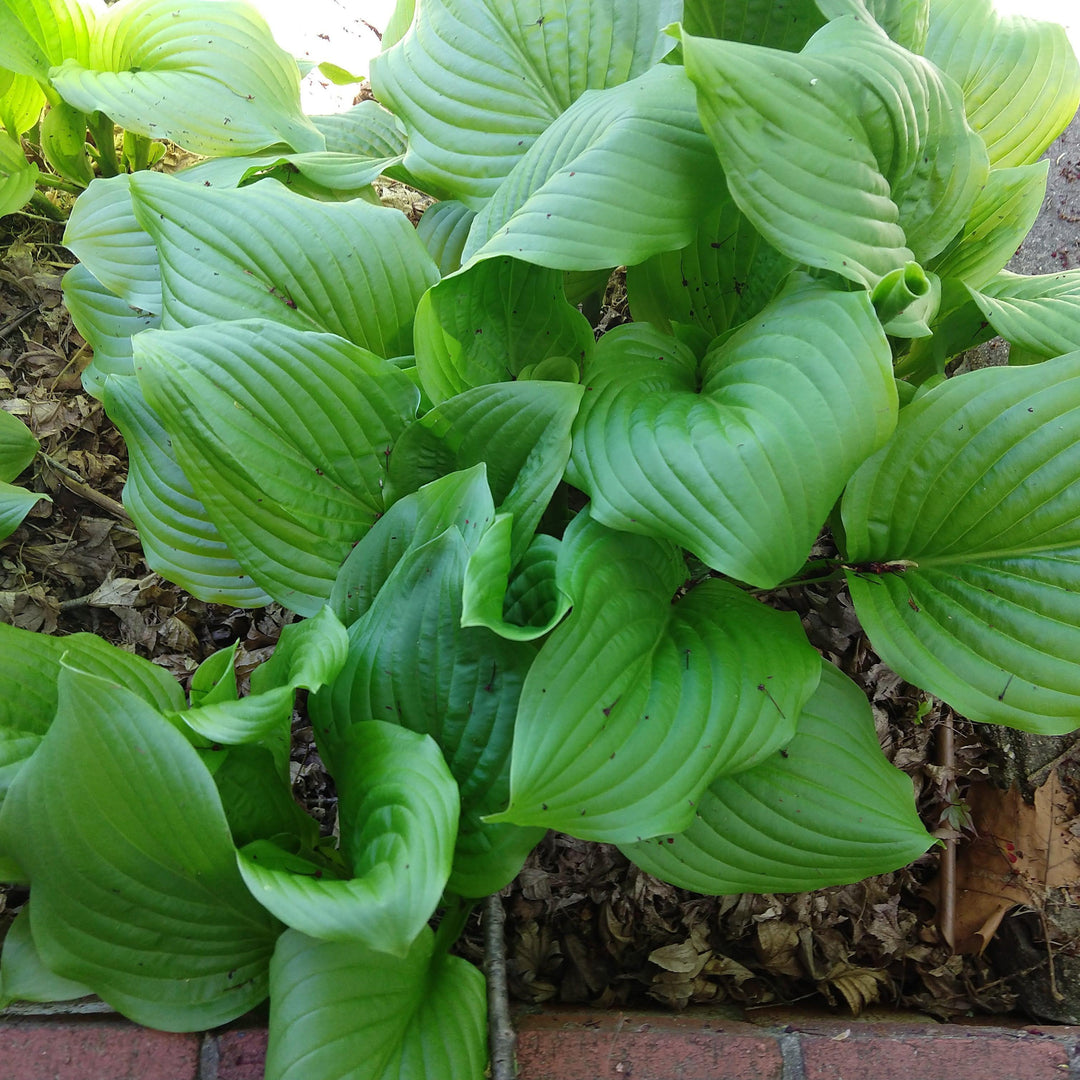 Hosta x 'Fried Green Tomatoes' ~ Fried Green Tomatoes Hosta-ServeScape