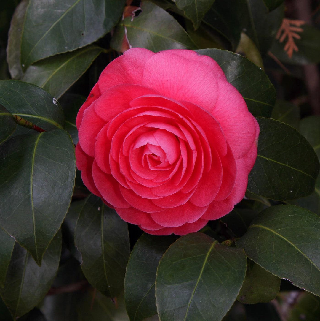 Camellia japonica 'Jacks' ~ Jacks Camellia-ServeScape