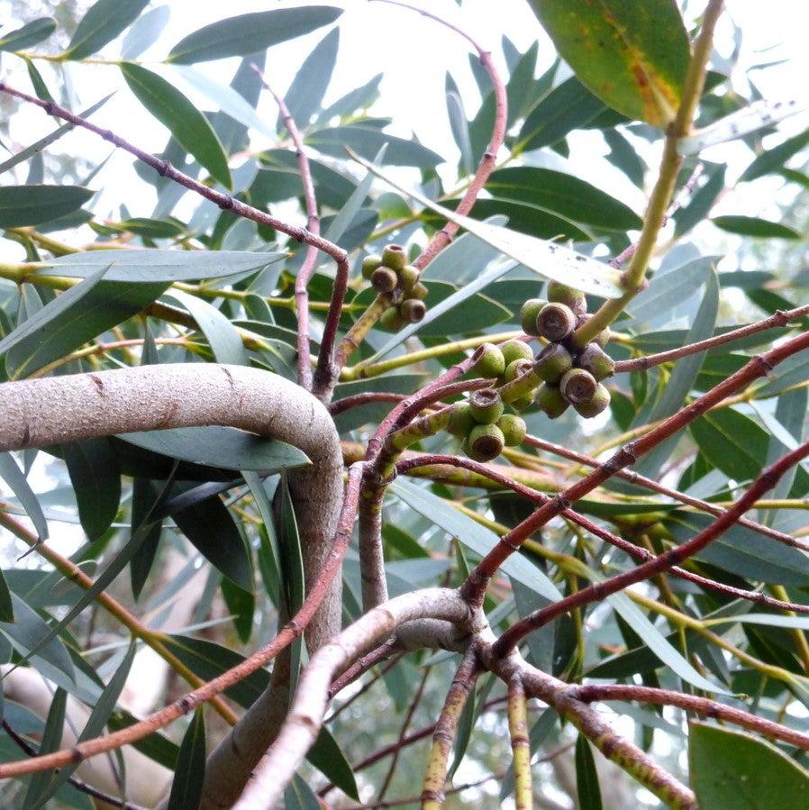 Eucalyptus parvula 'Funky Monkey' ~ Funky Monkey Hardy Eucalyptus-ServeScape