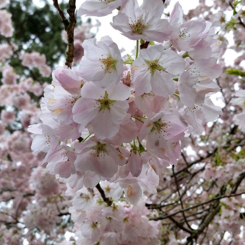 Prunus x yedoensis 'Akebono' ~ Akebono Flowering Cherry-ServeScape