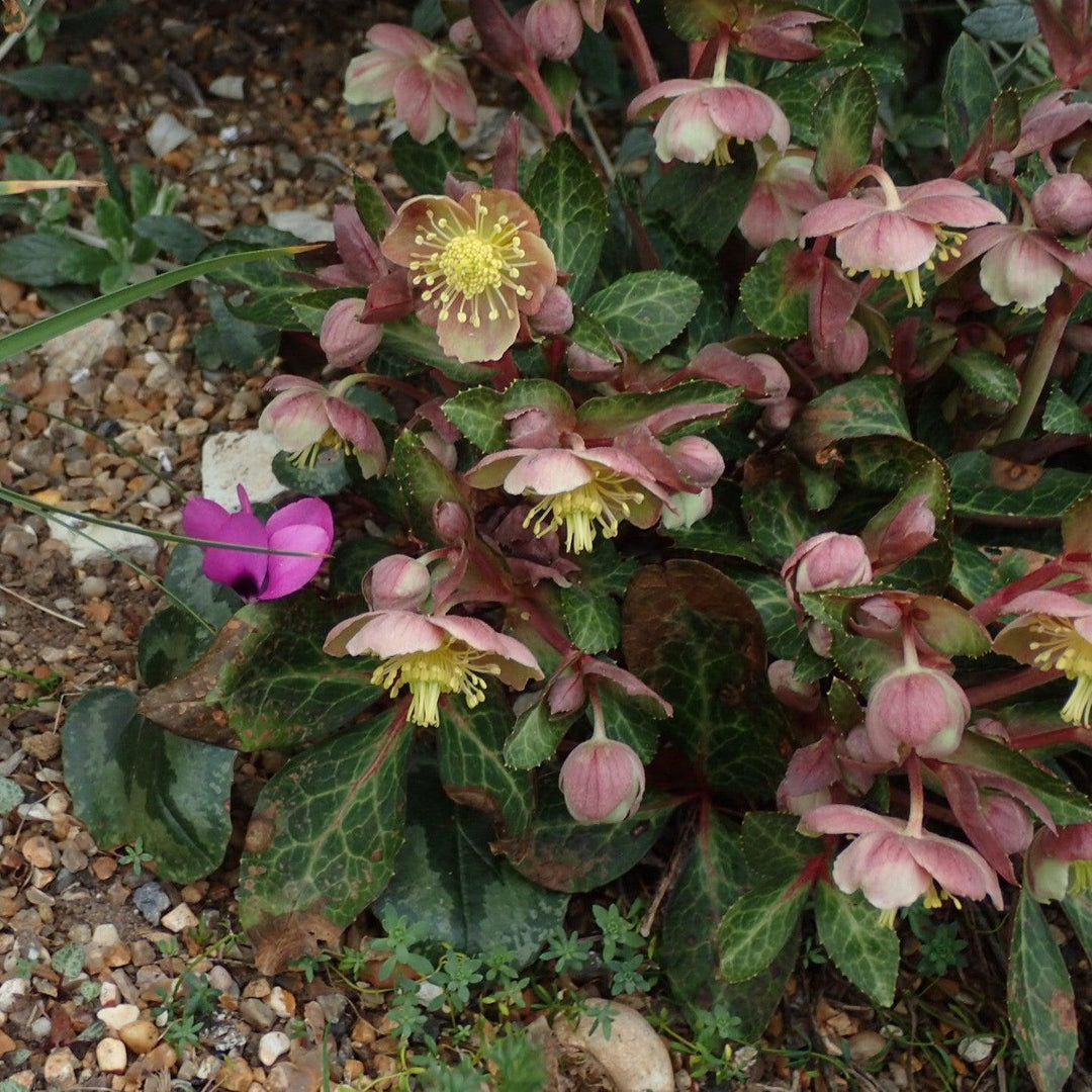 Helleborus x hybridus 'RD09' ~ FrostKiss™ Pippa's Purple Lenten Rose-ServeScape