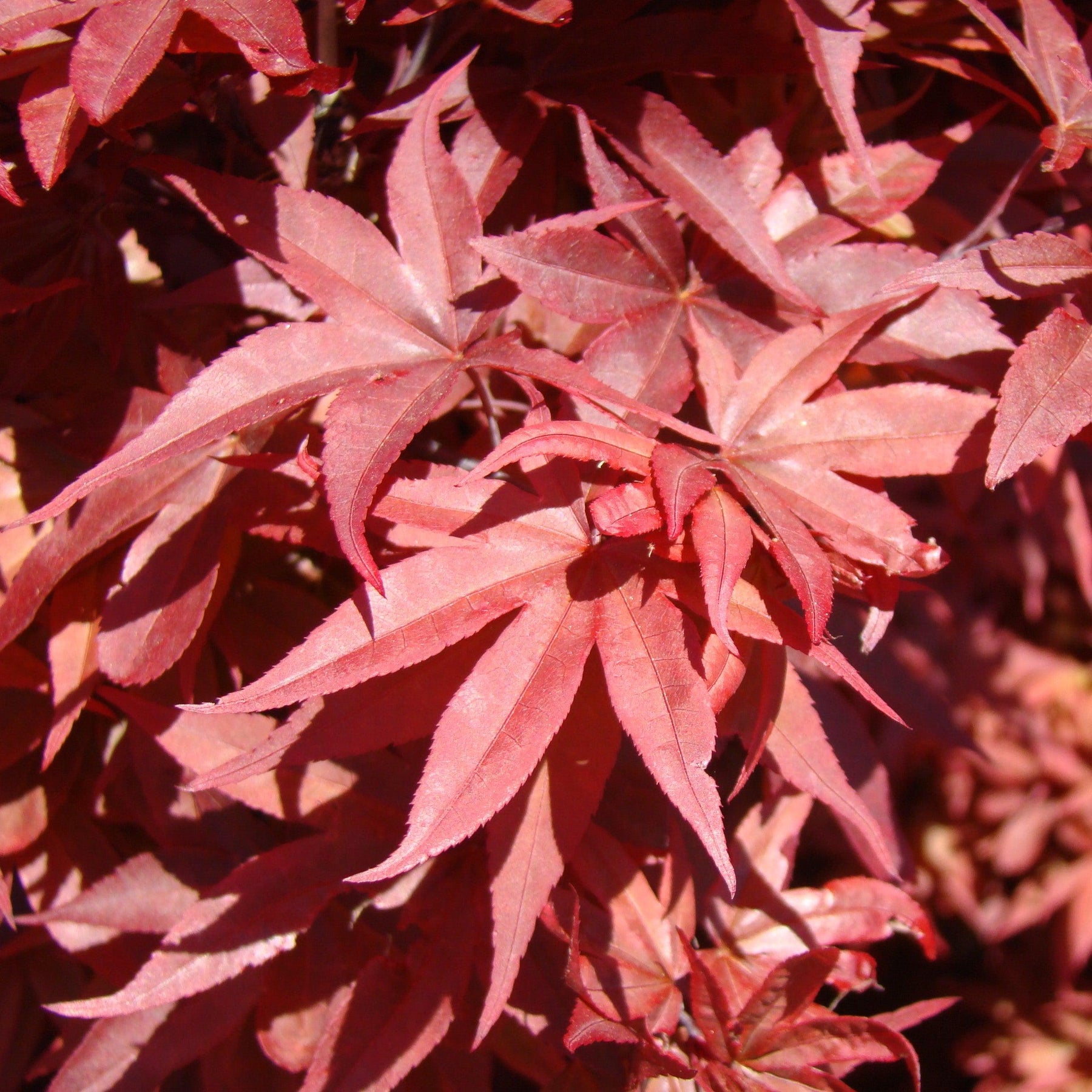 Sentinel Maple Twombly's Japanese Maple - Acer palmatum 'Twombly's Red Sentinel ...