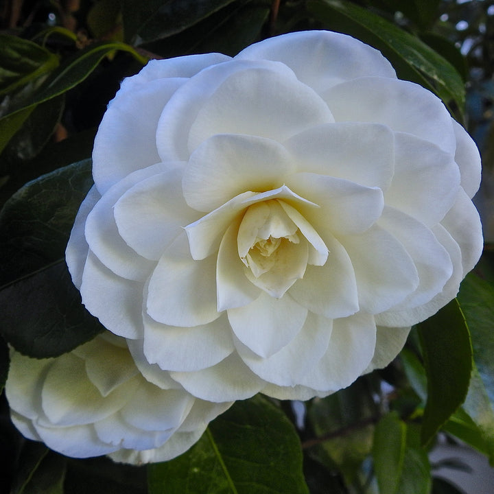 Camellia japonica 'Nuccio's Gem' ~ Nuccio's Gem Camellia-ServeScape