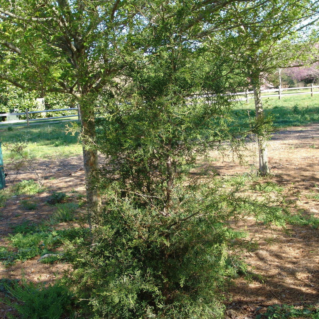 Juniperus virginiana 'High Shoals' ~ High Shoals Eastern Red Cedar-ServeScape