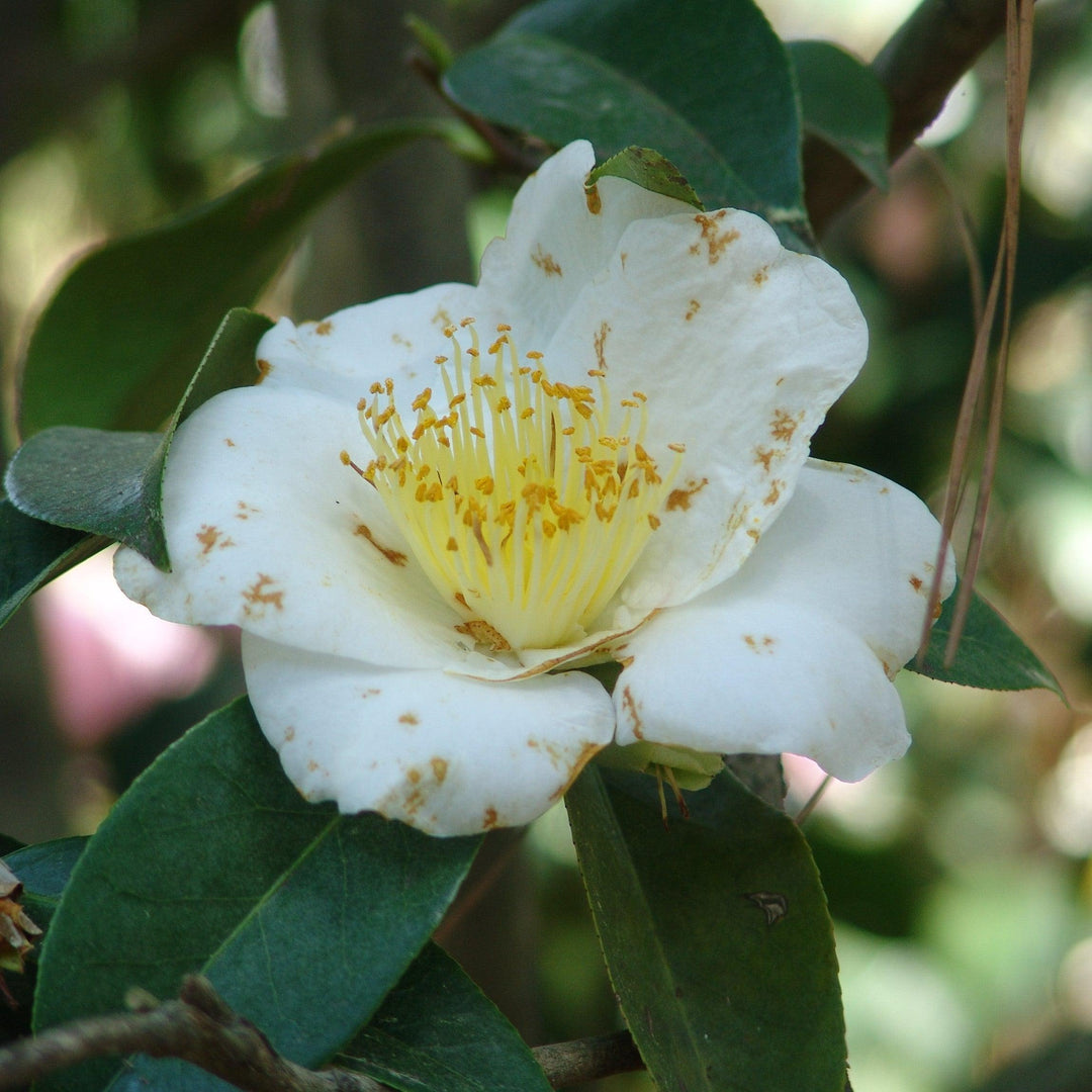 Camellia japonica 'Silver Waves' ~ Silver Waves Camellia-ServeScape