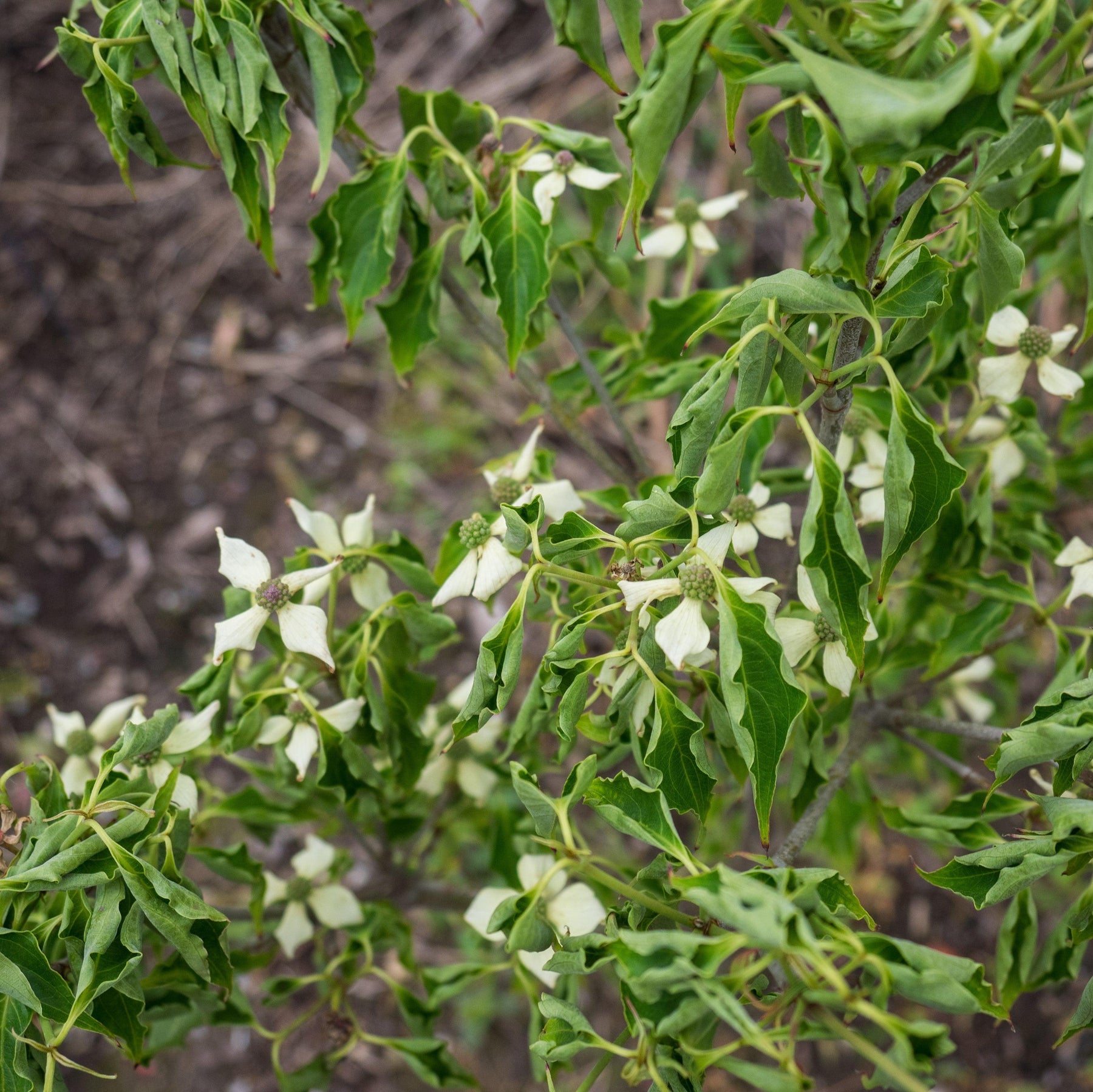 Little Poncho Dogwood - Cornus kousa 'Little Poncho' – ServeScape