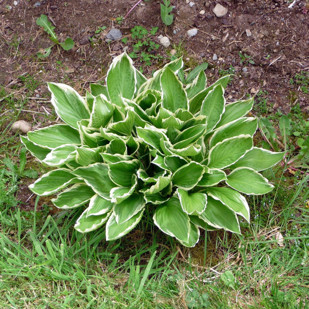 Hosta ‘HOST SUN 08’ ~ Sunhosta™ Hosta-ServeScape