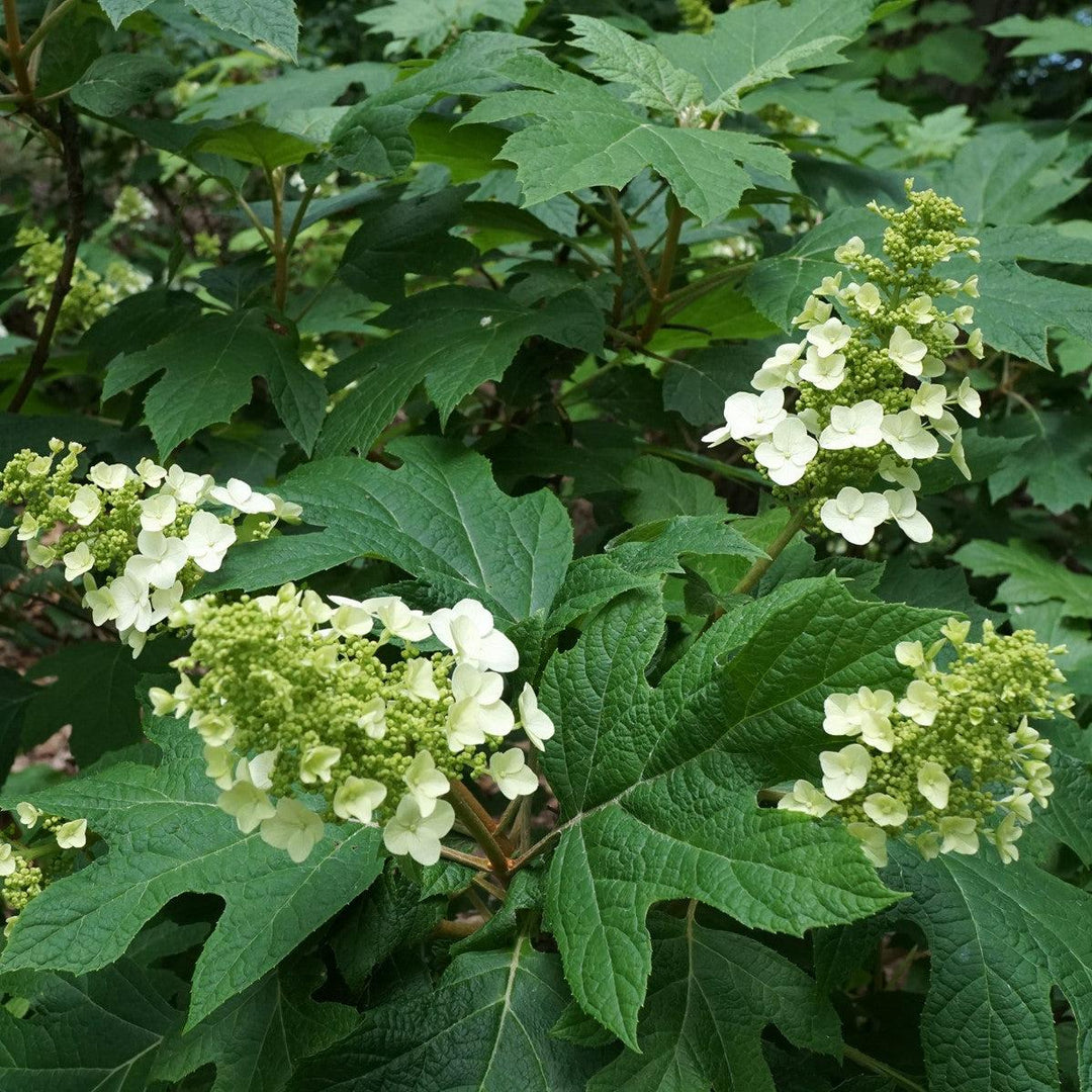 Hydrangea quercifolia 'Snow Queen' ~ Snow Queen Hydrangea-ServeScape