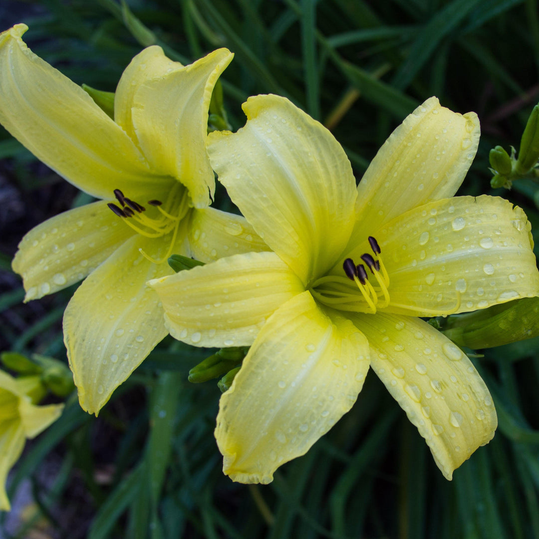 Hemerocallis 'Hyperion' ~ Hyperion Daylily-ServeScape