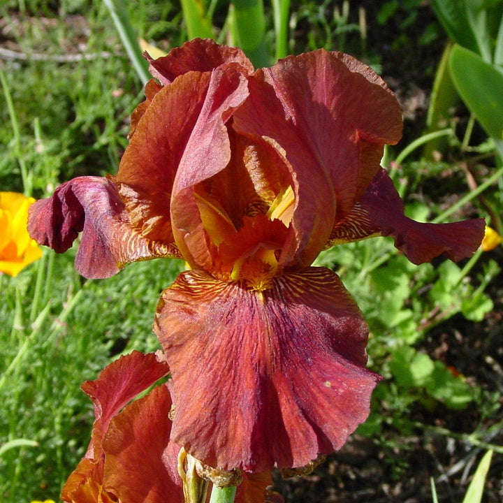 Iris germanica 'Raptor Red' ~ Raptor Red Bearded Iris-ServeScape
