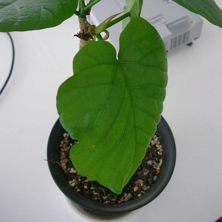 Ficus umbellata ~ Umbrella Fig-ServeScape