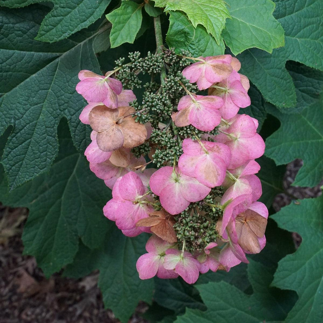 Hydrangea quercifolia 'Snow Queen' ~ Snow Queen Hydrangea-ServeScape