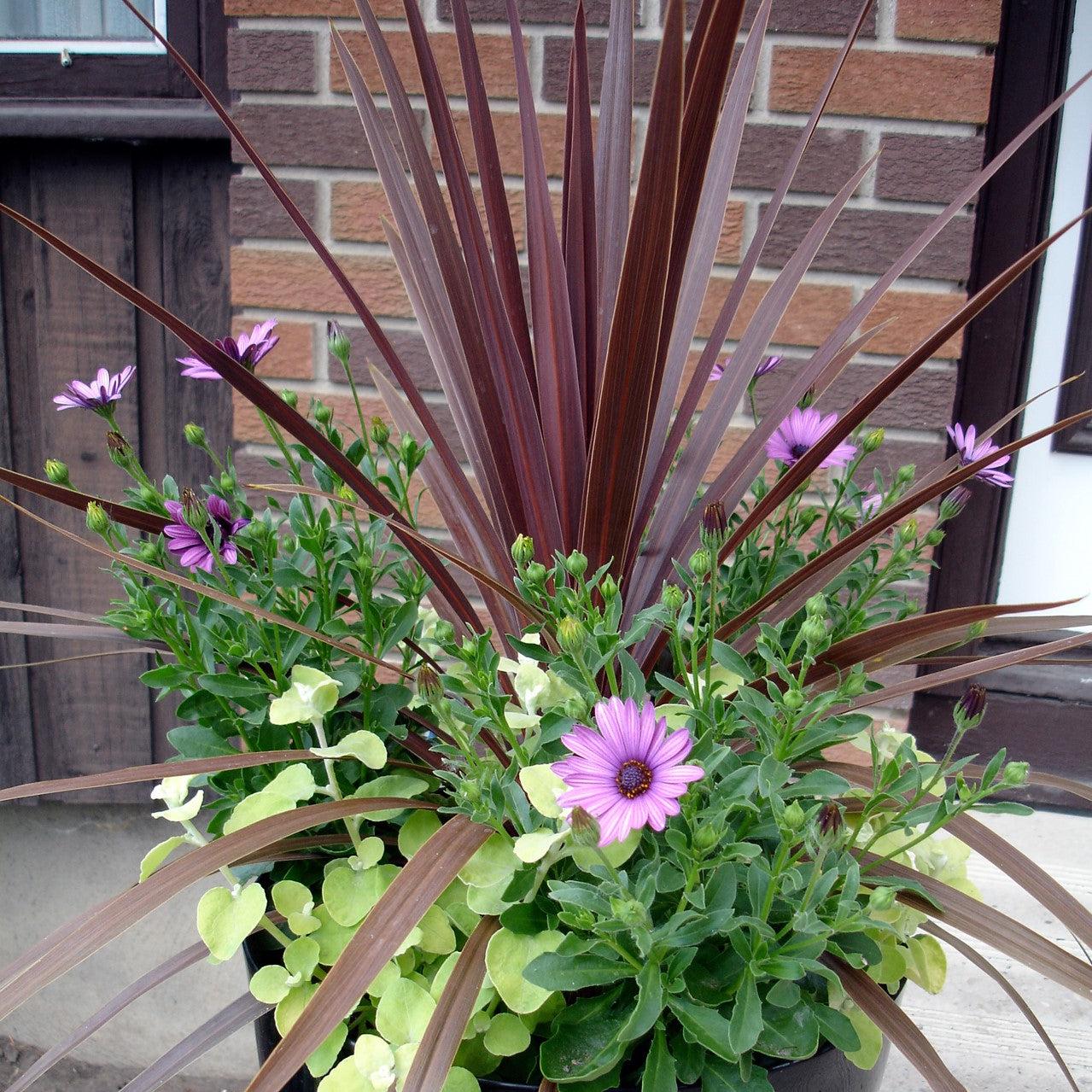 Cordyline australis 'Red Sensation' ~ Red Sensation Cordyline-ServeScape