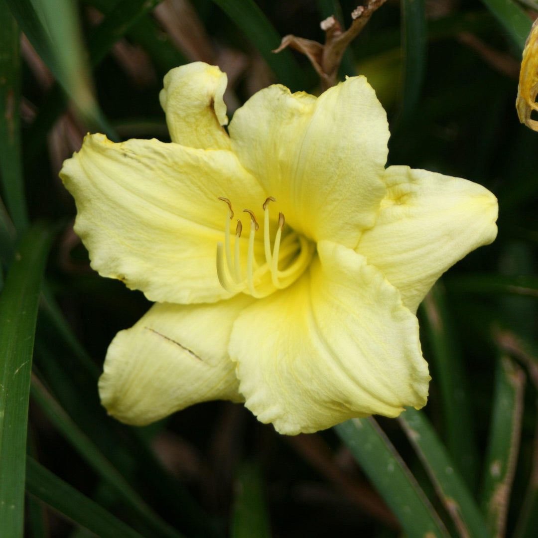 Hemerocallis x 'SPd 06-13' PP23112 ~ Montego Melon™ Daylily-ServeScape