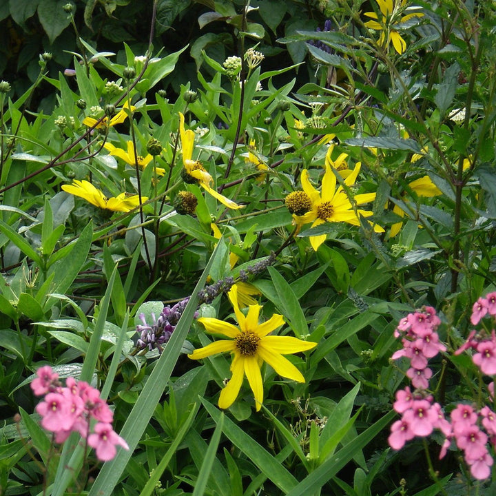 Helianthus atrorubens ~ Purpledisc Sunflower-ServeScape