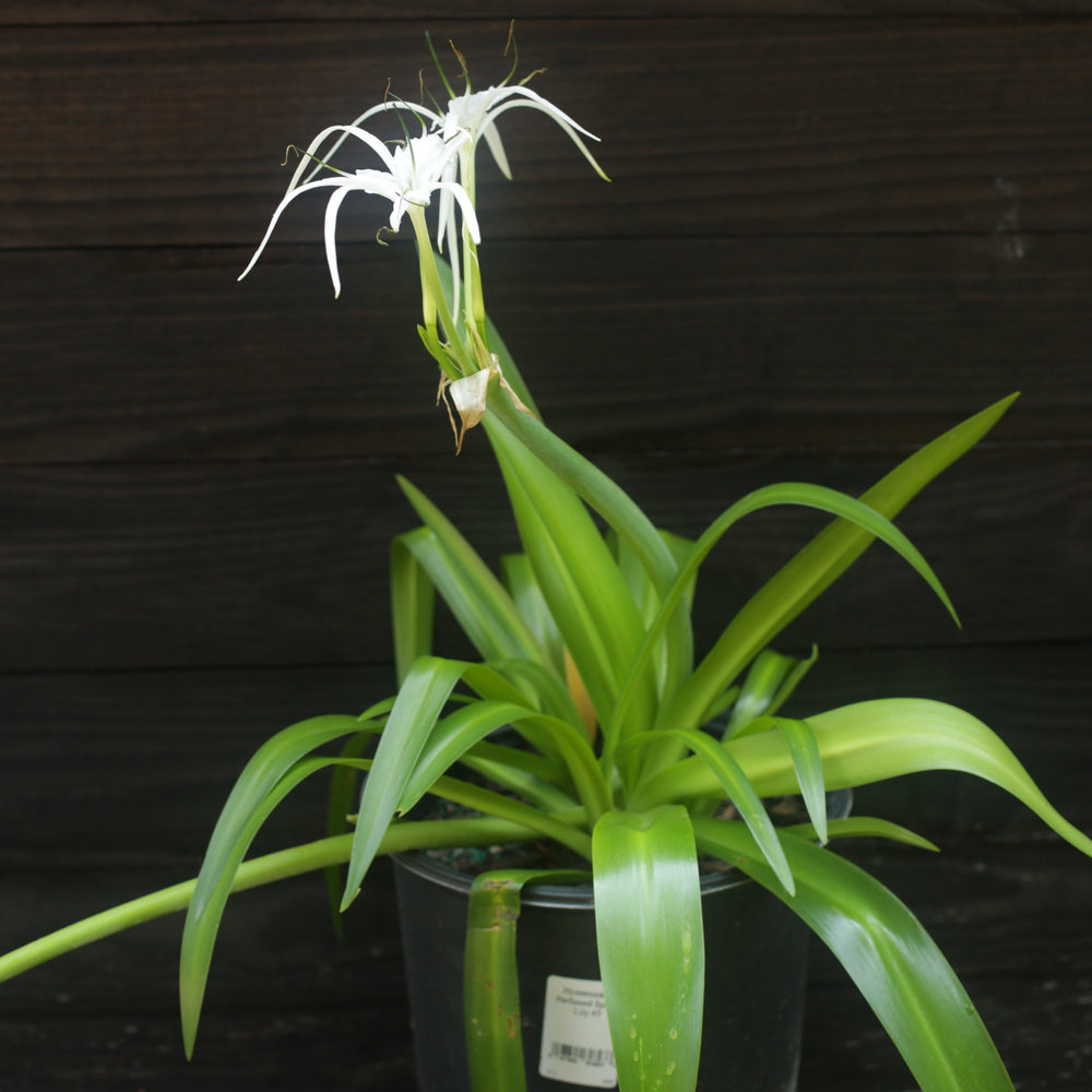 Hymenocallis latifolia ~ Perfumed Spider Lily-ServeScape