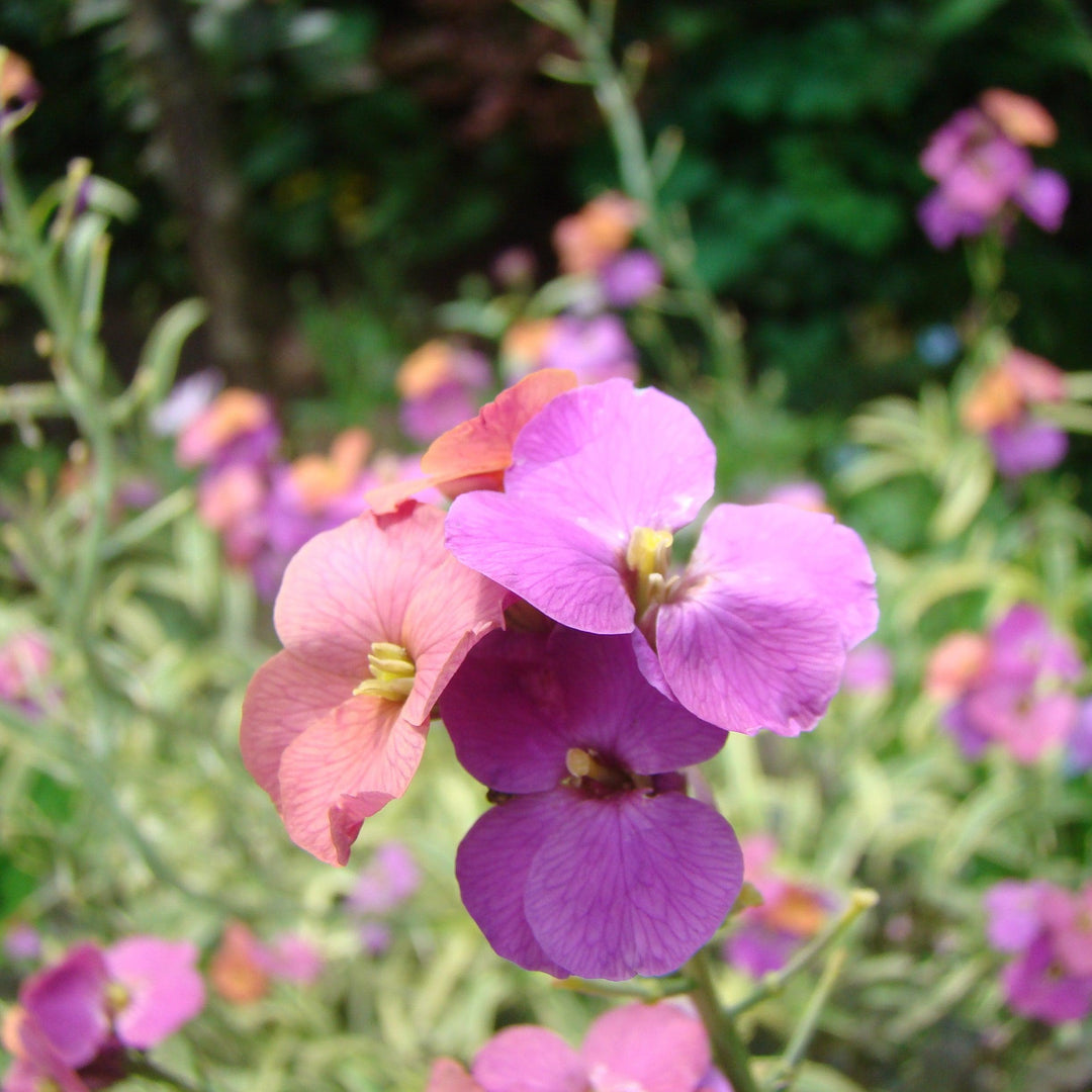 Erysimum cheiri 'Sugar Rush Purple Bicolor' ~ Sugar Rush™ Purple Bicolor Wallflower-ServeScape