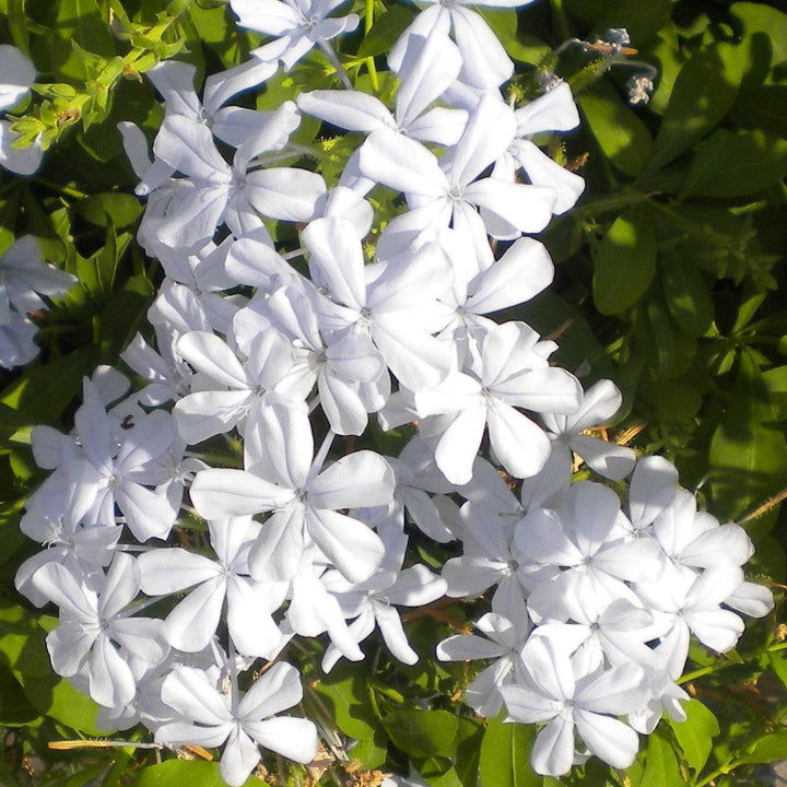 Plumbago auriculata 'Imperial White' ~ Imperial White Cape Leadwort-ServeScape