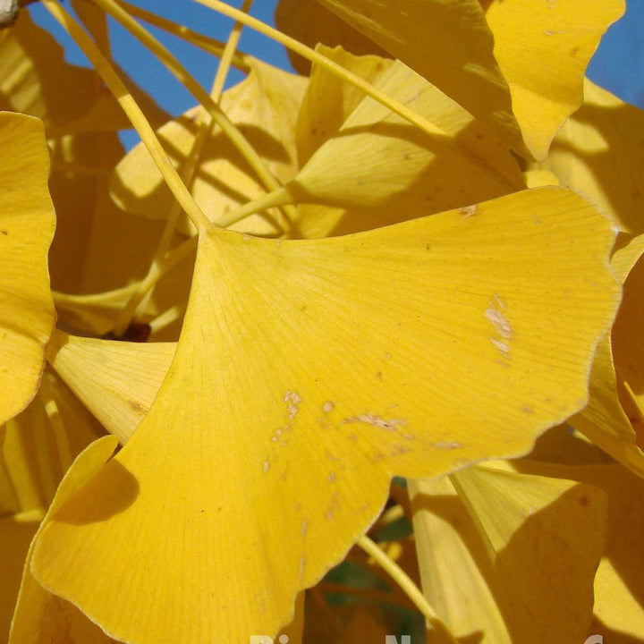 Ginkgo biloba 'Autumn Gold' ~ Autumn Gold Ginkgo-ServeScape