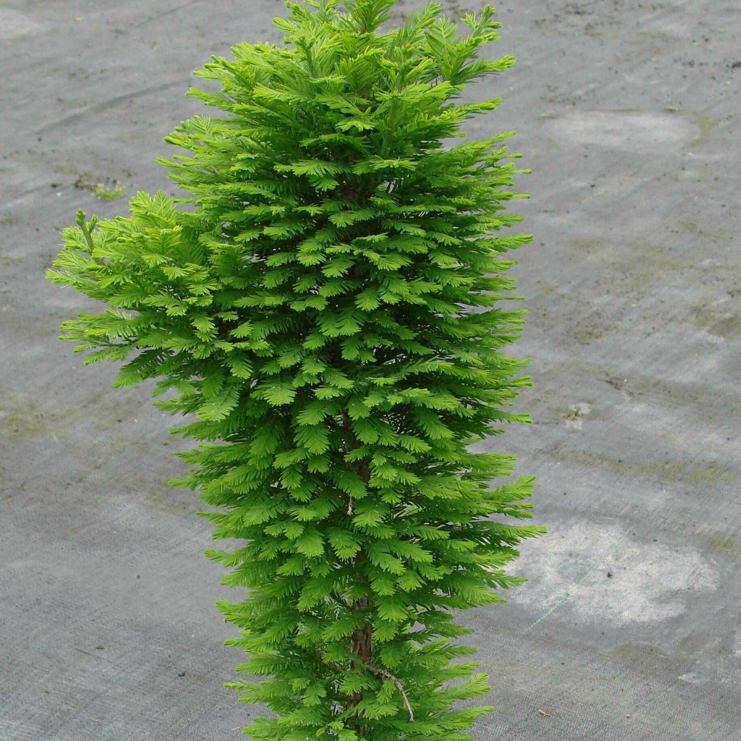 Taxodium distichum 'Peve Minaret' ~ Peve Minaret Bald Cypress-ServeScape