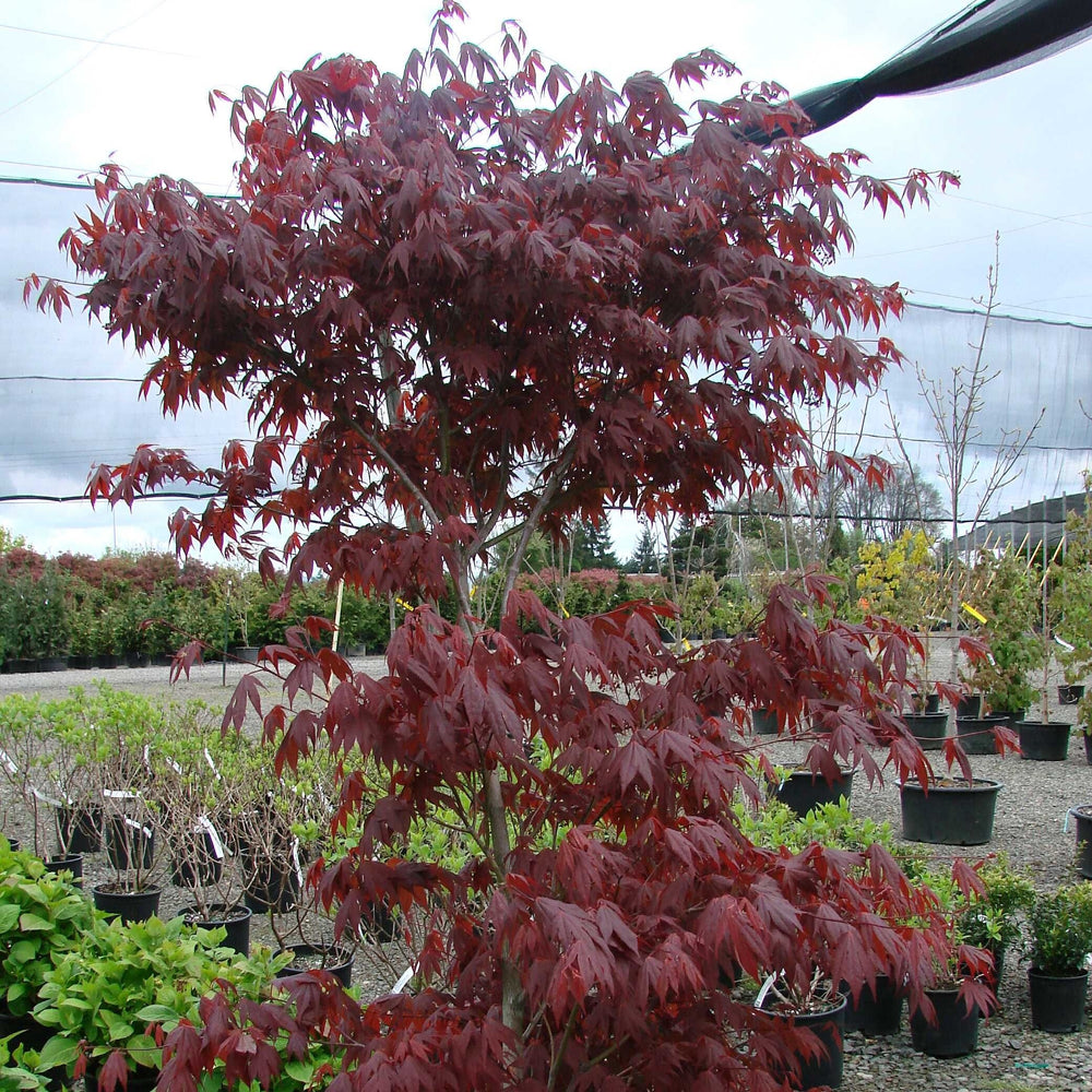 Acer palmatum 'Fireglow' ~ Fireglow Japanese Maple-ServeScape