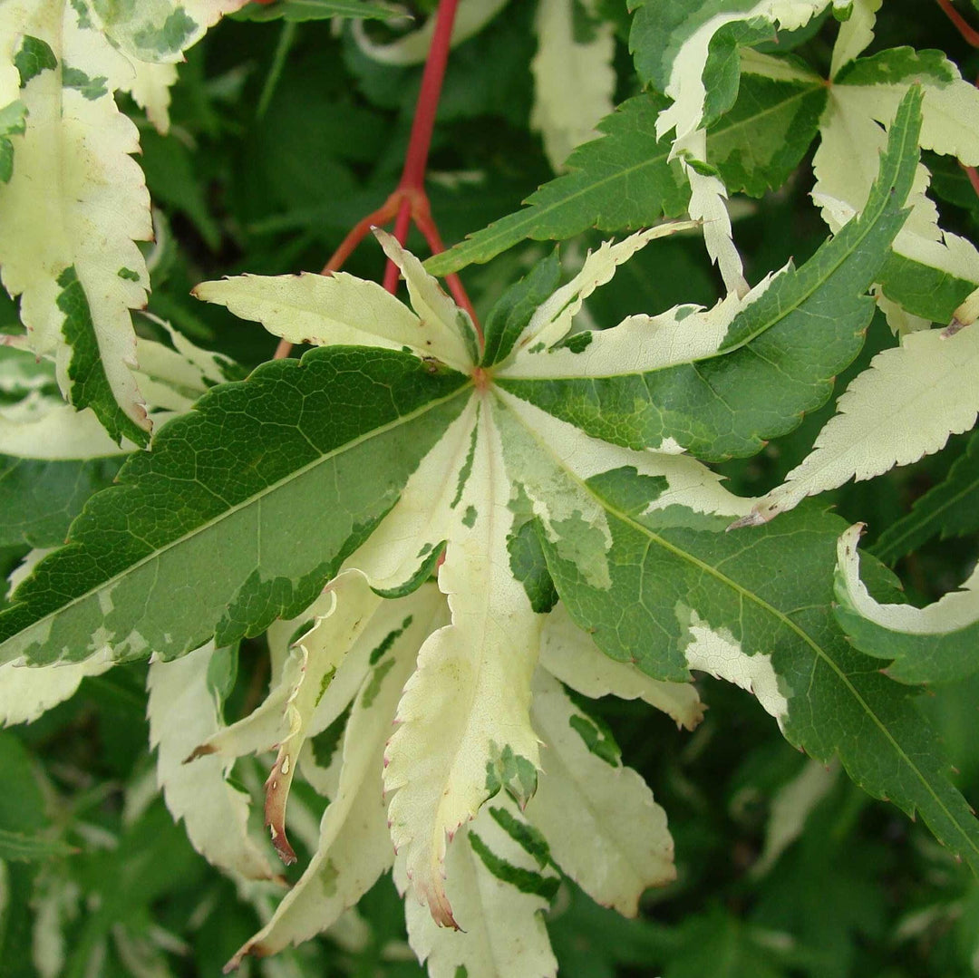 Acer palmatum ‘Oridono nishiki’ ~ Oridono nishiki Japanese Maple-ServeScape