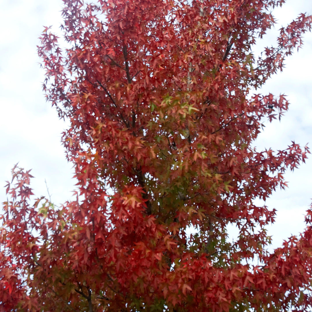 Liquidambar styraciflua 'Hapdell' ~ Happidaze Seedless Sweetgum-ServeScape