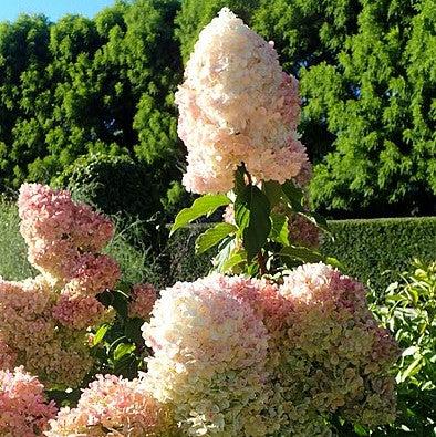 Hydrangea paniculata 'Renhy'~ First Editions® Vanilla Strawberry™ Hydrangea-ServeScape