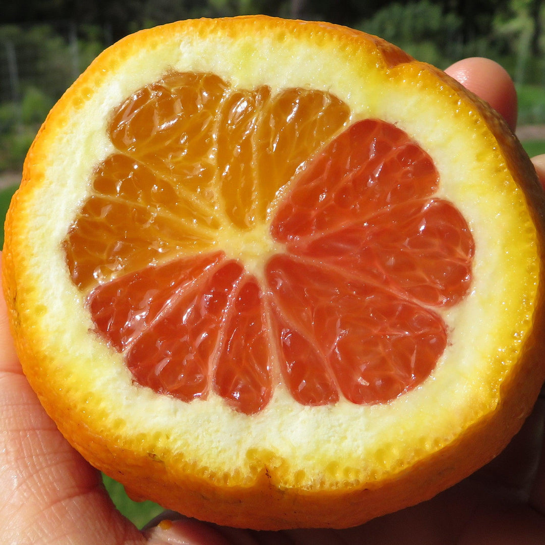 Citrus × sinensis 'Cara Cara' ~ Cara Cara Navel Orange-ServeScape