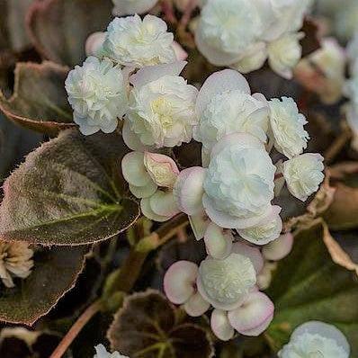 Begonia semperflorens 'Doublet White' ~ Doublet® White Begonia-ServeScape