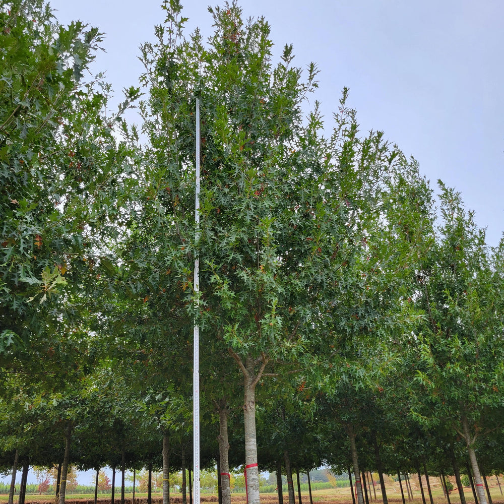 Quercus nuttallii 'QNSTC' ~ Esplanade® Nuttall Oak-ServeScape