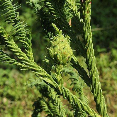 Cryptomeria japonica 'Rasen' ~ Rasen Japanese Cedar-ServeScape