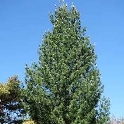 Pinus strobus 'Fastigiata' ~ Upright White Pine-ServeScape