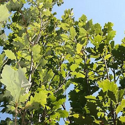 Quercus 'Regal Prince' ~ Regal Prince® Oak-ServeScape