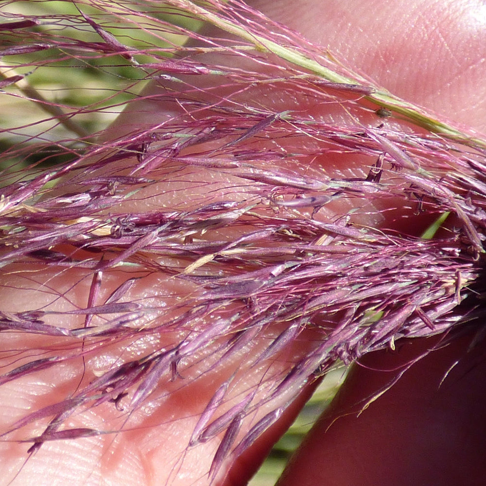 Muhlenbergia capillaris 'Ivrine' ~ Plumetastic® Pink Muhly Grass-ServeScape