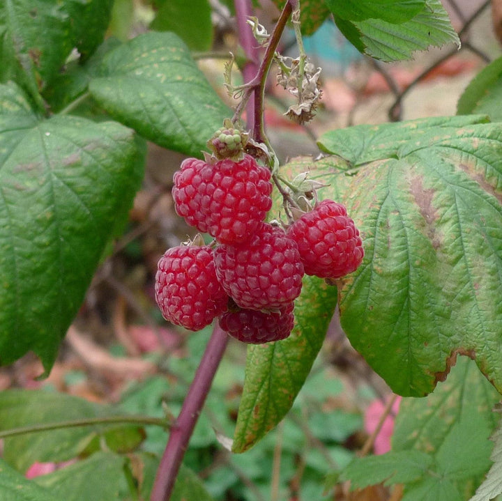 Rubus idaeus 'Jaclyn' ~ Jaclyn Everbearing Raspberry-ServeScape