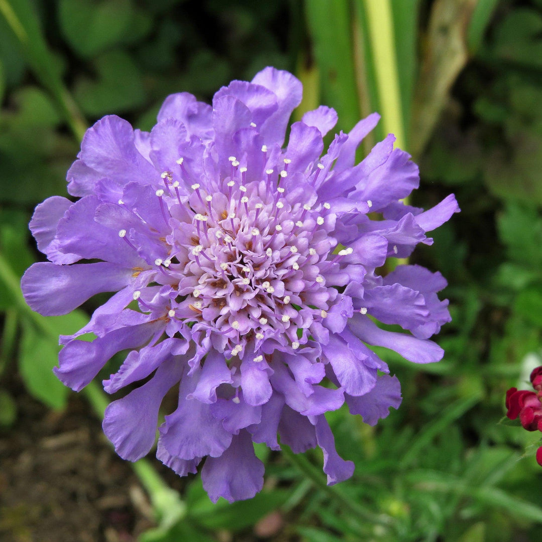 Scabiosa columbaria 'Balfluttdelu' ~ Flutter® Deep Blue Pincushion Flower-ServeScape