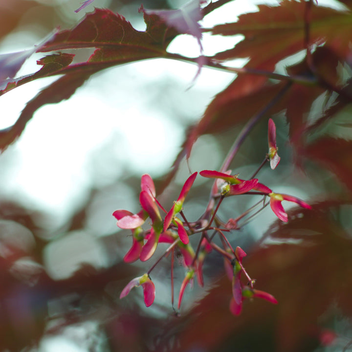 Acer palmatum 'Red Emperor' ~ Red Emperor Japanese Maple-ServeScape