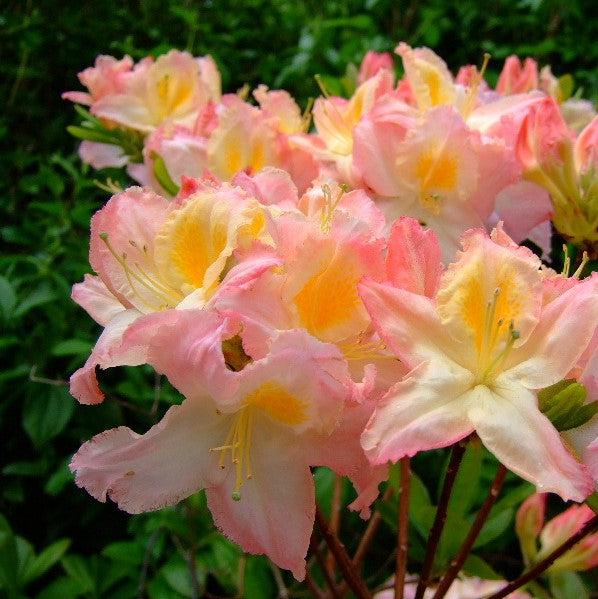 Rhododendron 'Linda Guy' ~ Linda Guy Aromi Azalea-ServeScape