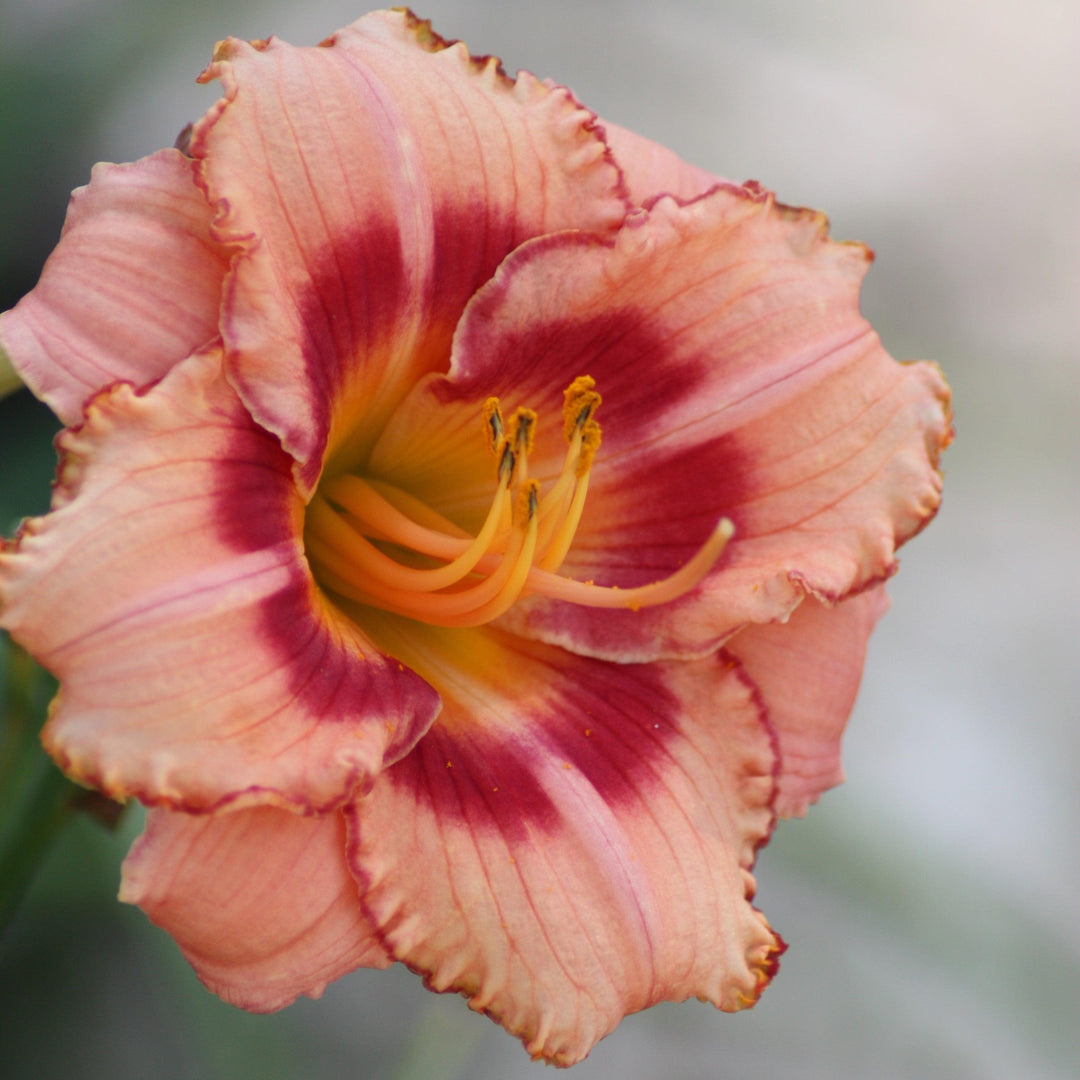 Hemerocallis x 'SPD 06-01' PP23096 ~ Bahama Pink Sky™ Daylily-ServeScape