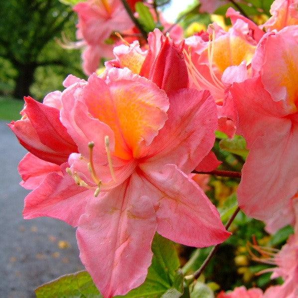 Rhododendron 'Linda Guy' ~ Linda Guy Aromi Azalea-ServeScape