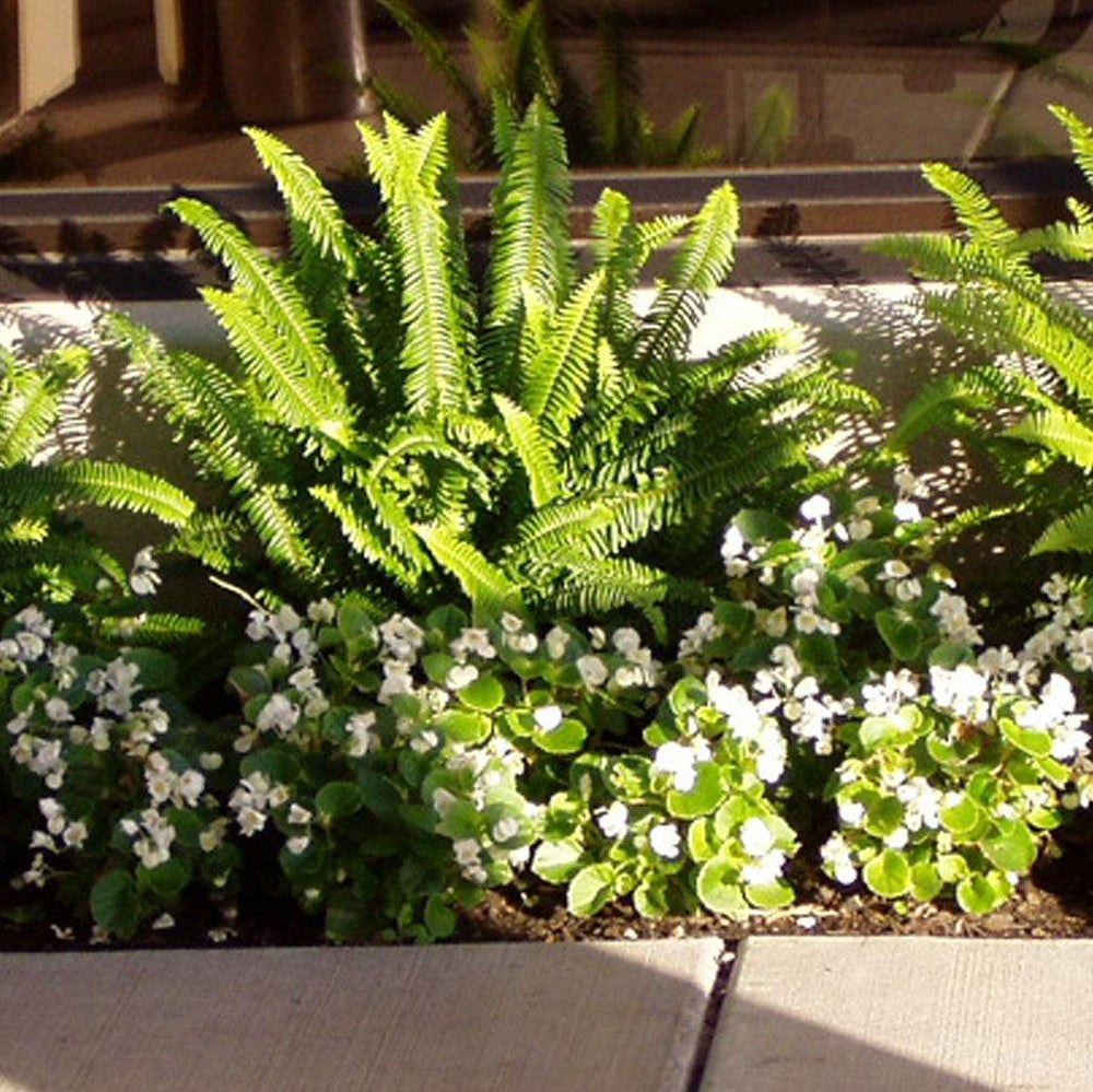 Begonia 'Green Leaf White' ~ Green Leaf White Begonia-ServeScape