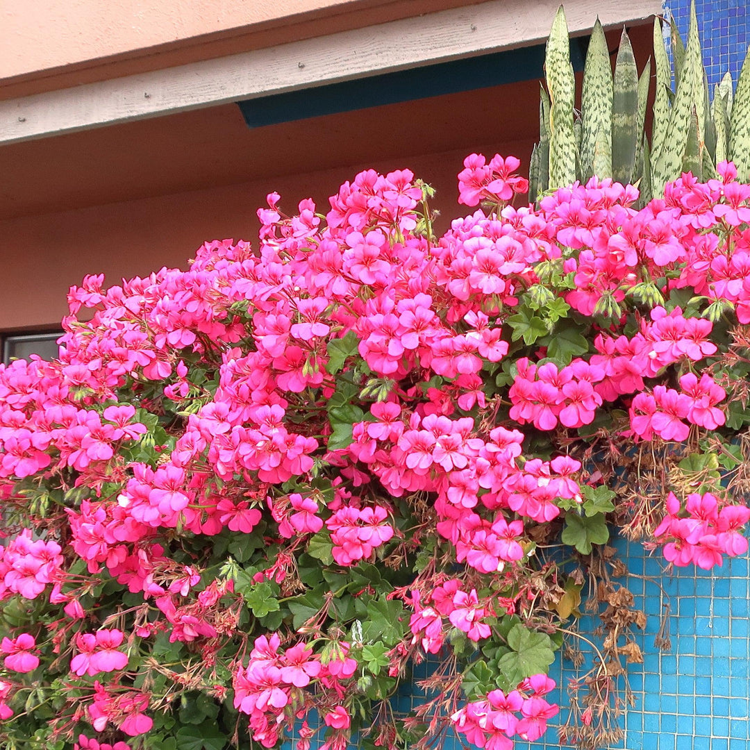 Pelargonium peltatum 'Blizzard Pink' ~ Blizzard® Pink Ivy Geranium-ServeScape