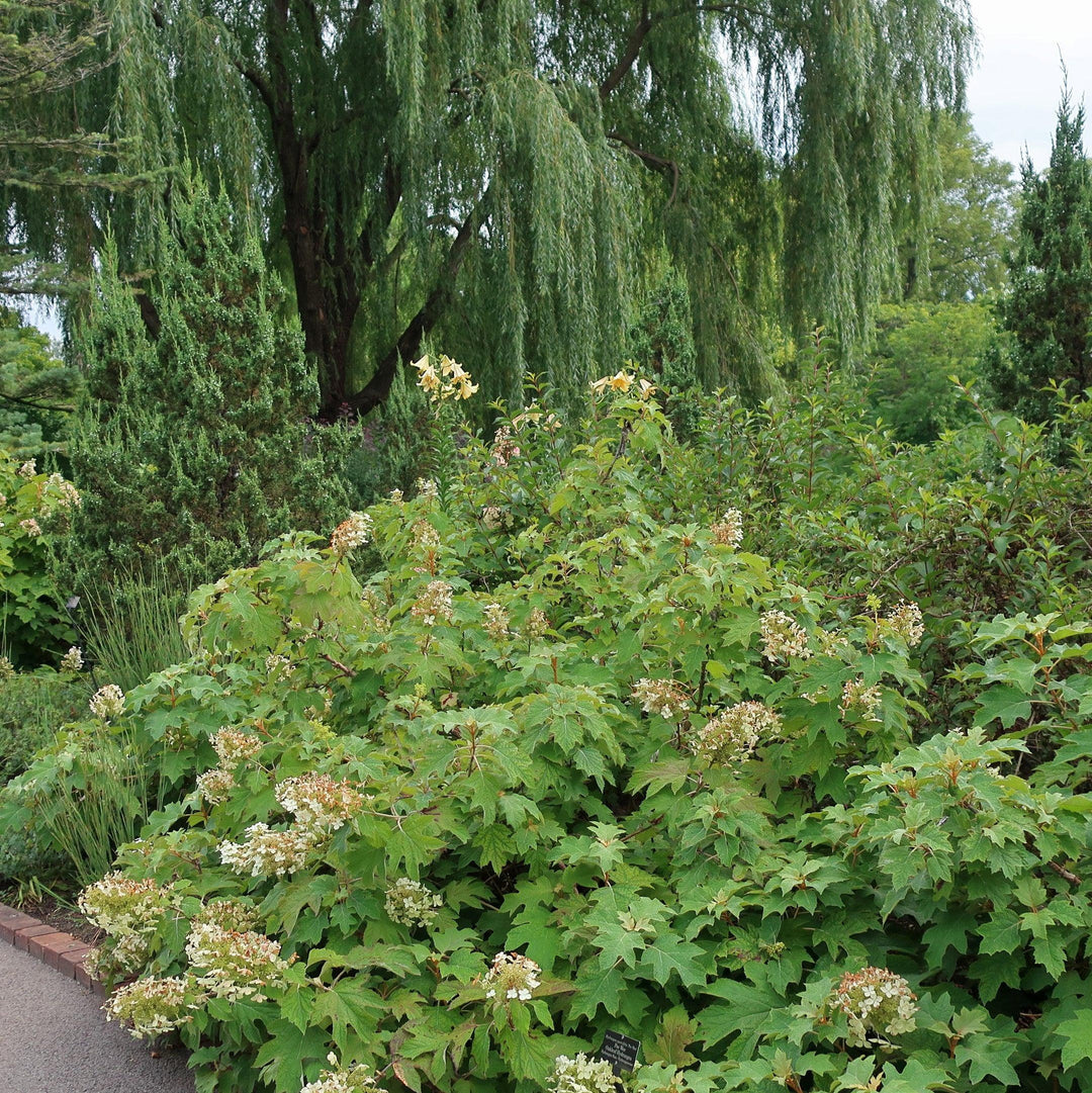 Hydrangea quercifolia 'Alice' ~ Alice Oakleaf Hydrangea-ServeScape